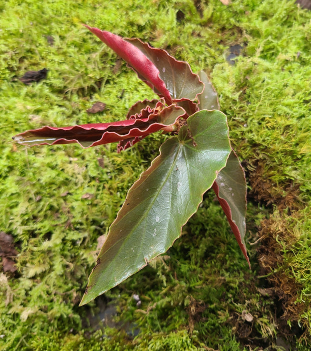 Begonia fibrous hybrid "Torch"