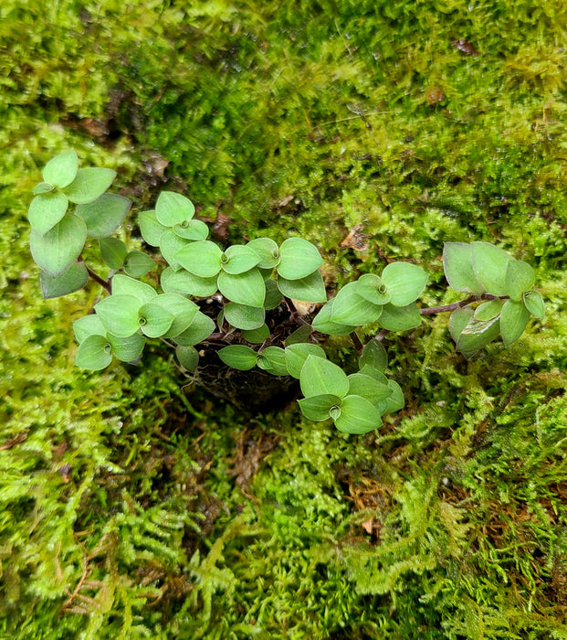 Callisia repens - Bolivian Wandering Dude Plant