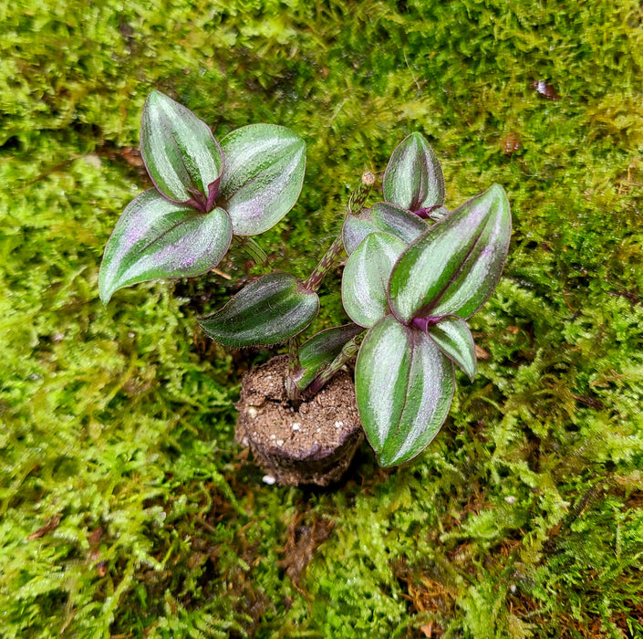 Tradescantia zebrina "Burgandy"