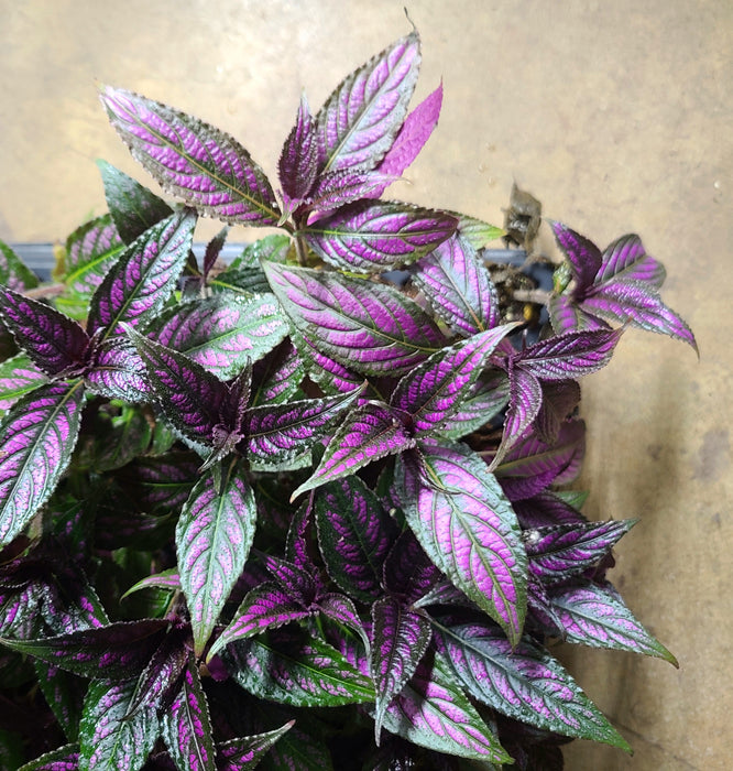 Strobilanthes dyeriana - Persian Shield