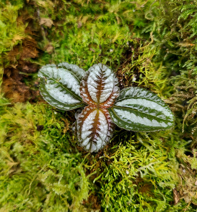 Pilea ovalis - Friendship Plant