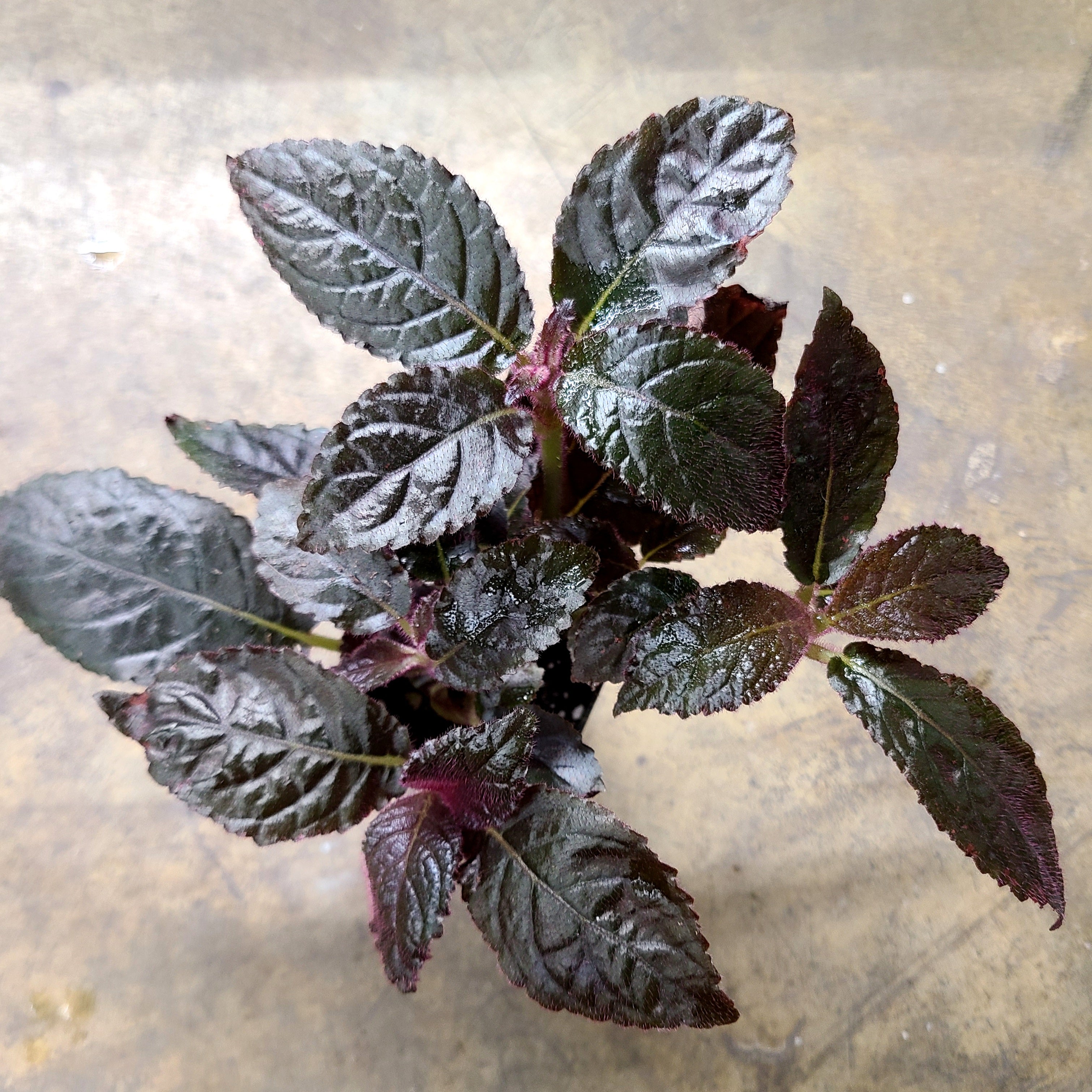 Nautilocalyx – Tagged 