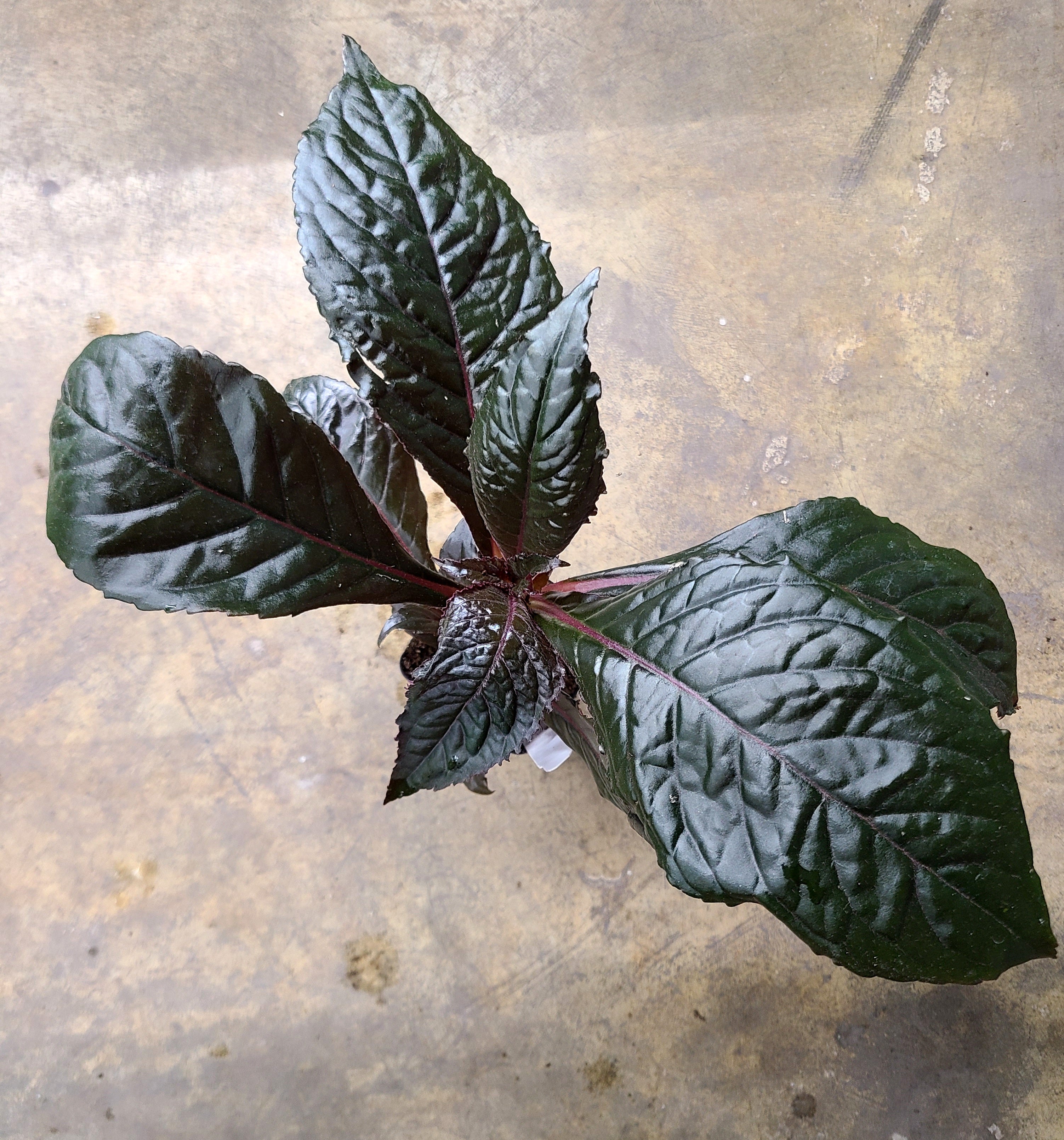 Nautilocalyx – Tagged 