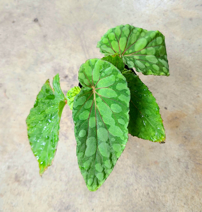 Begonia U038 (formerly chlorosticta "Green Form")