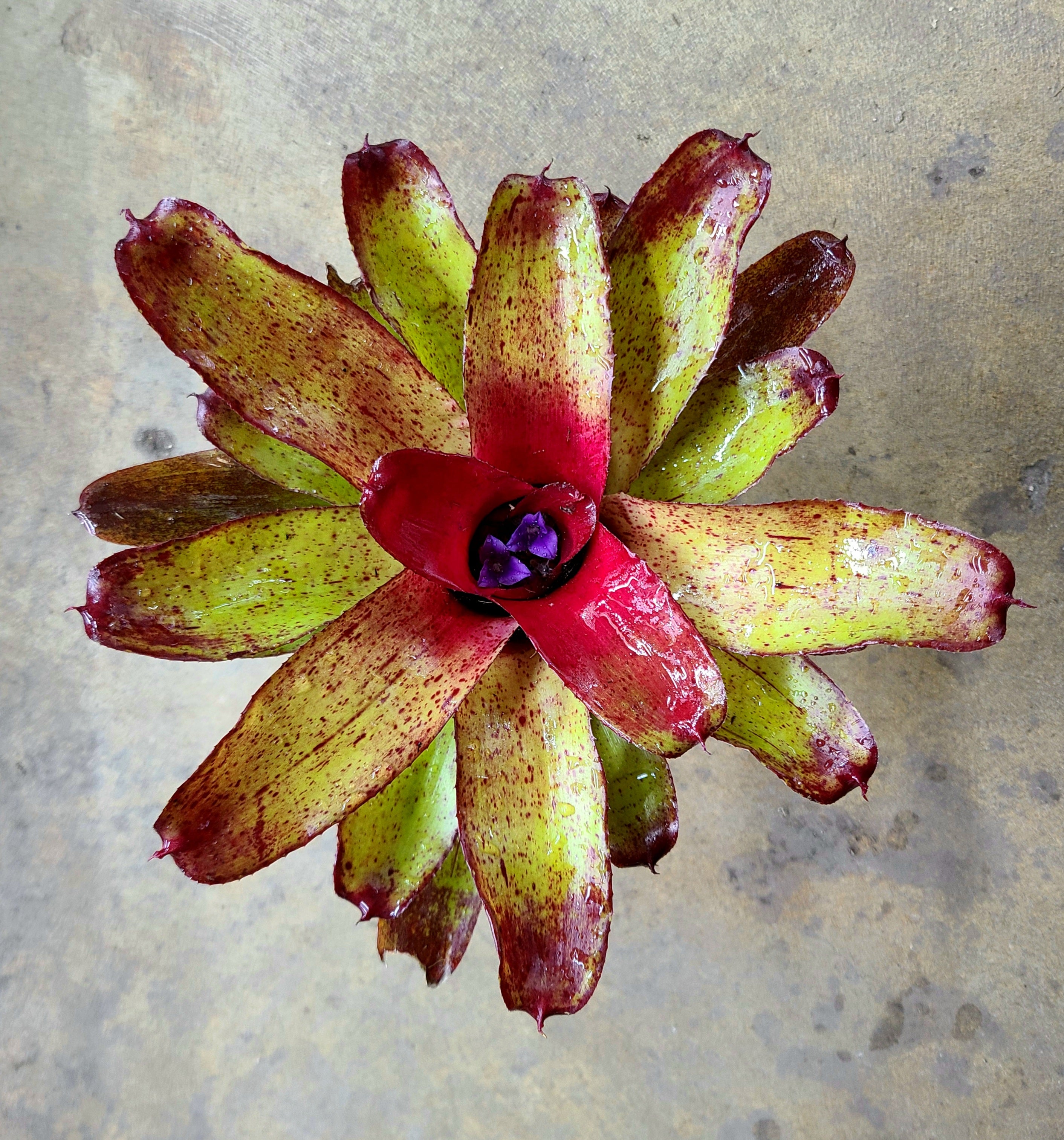 Neoregelia – FrogDaddy