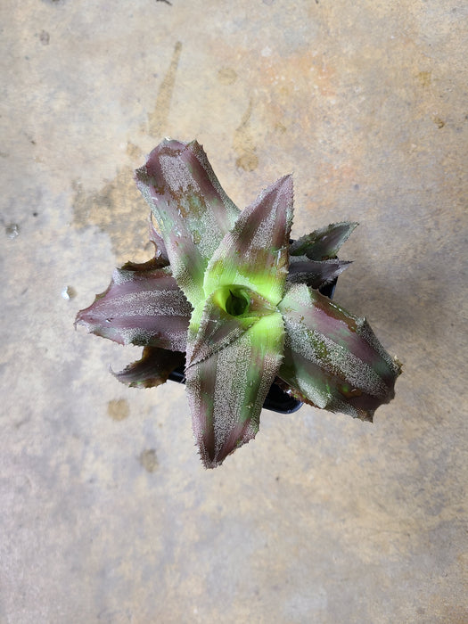 Cryptanthus 'Faux Menescal'