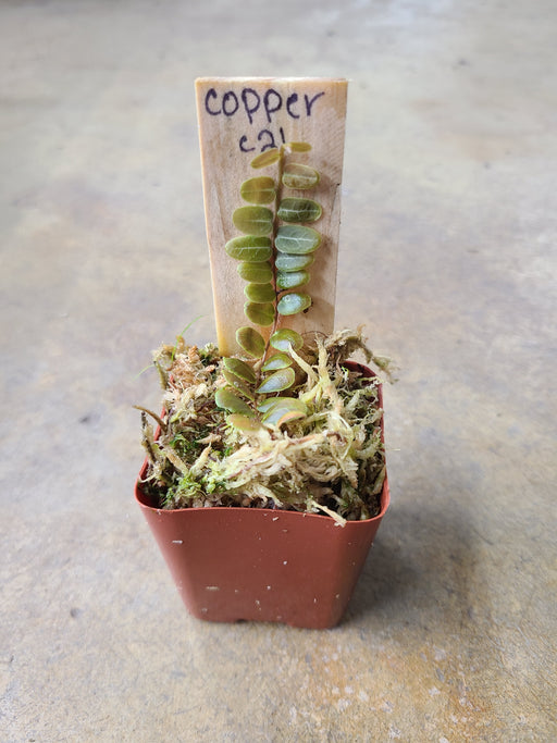 Marcgravia sp. Copper