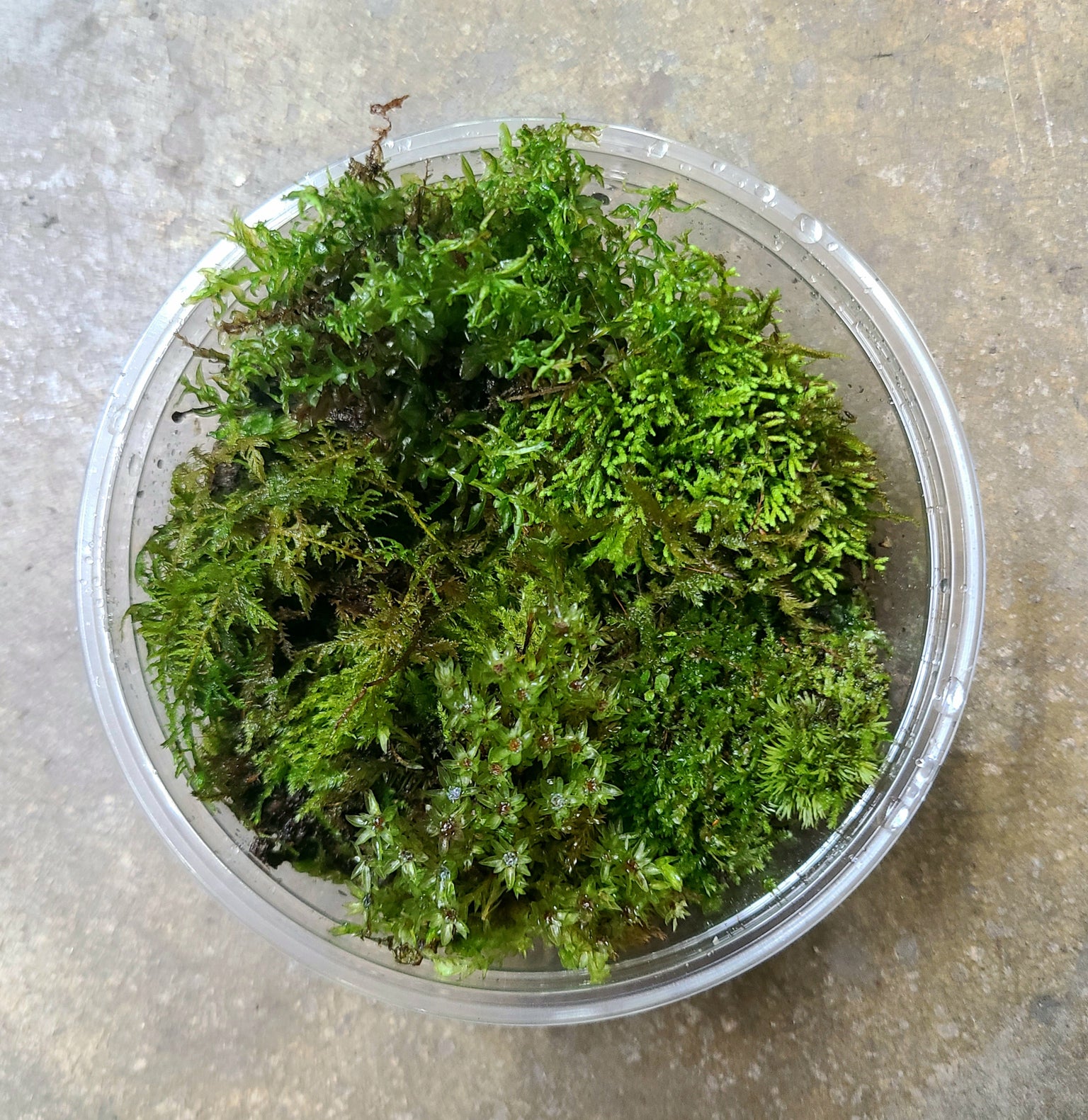 Mosses and Liverworts — FrogDaddy