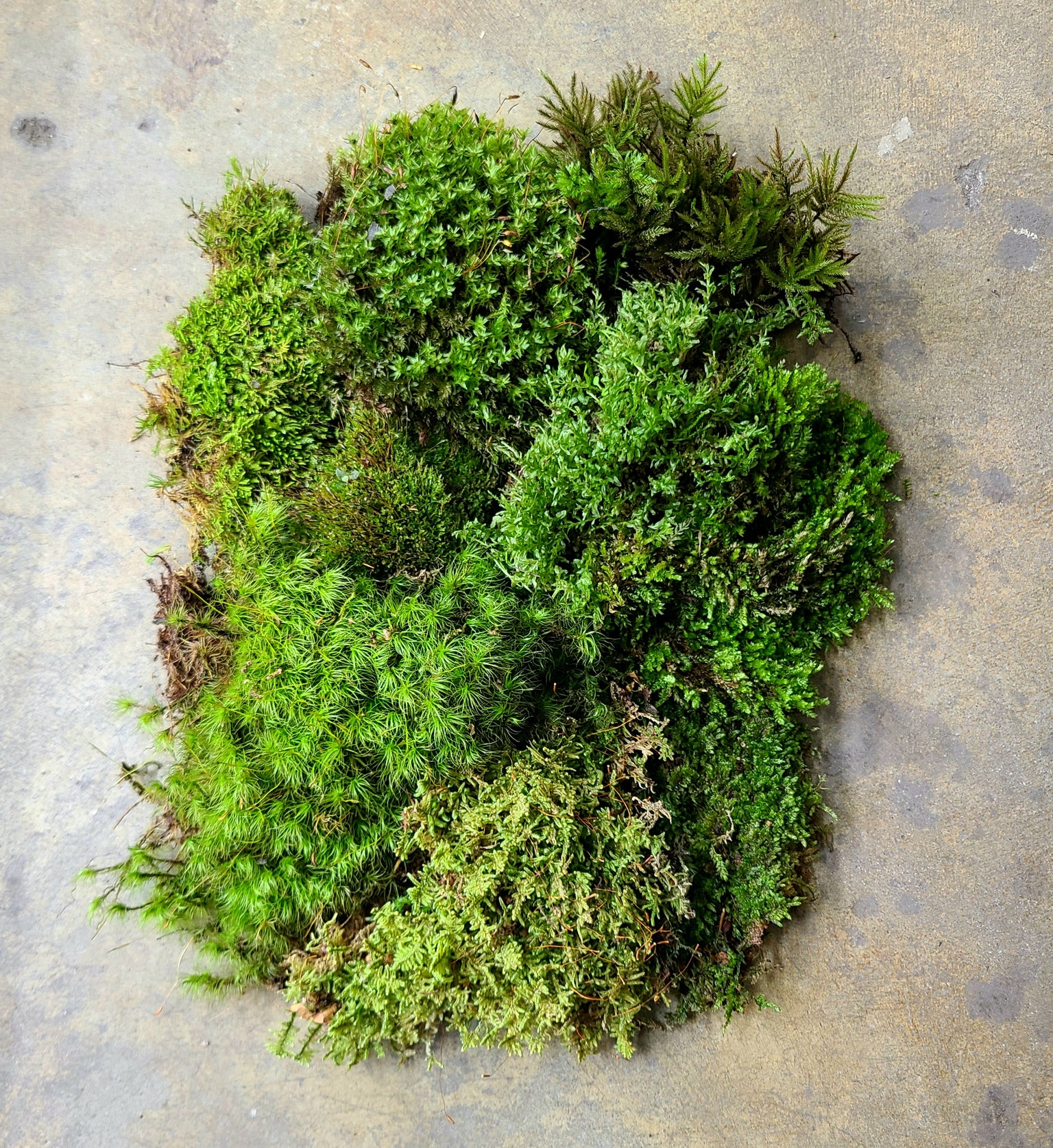 Mosses and Liverworts — FrogDaddy