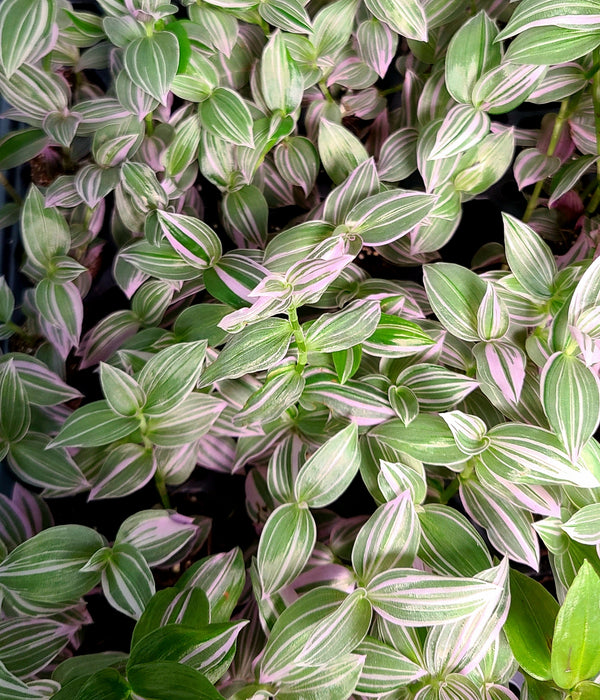 Tradescantia fluminensis "Lavender"