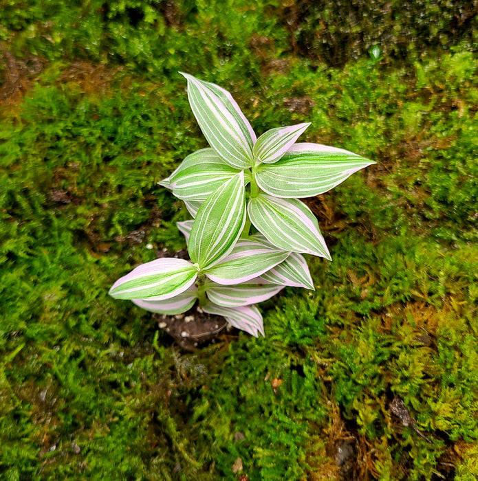 Tradescantia fluminensis "Lavender"