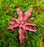 Cryptanthus "Ruby"