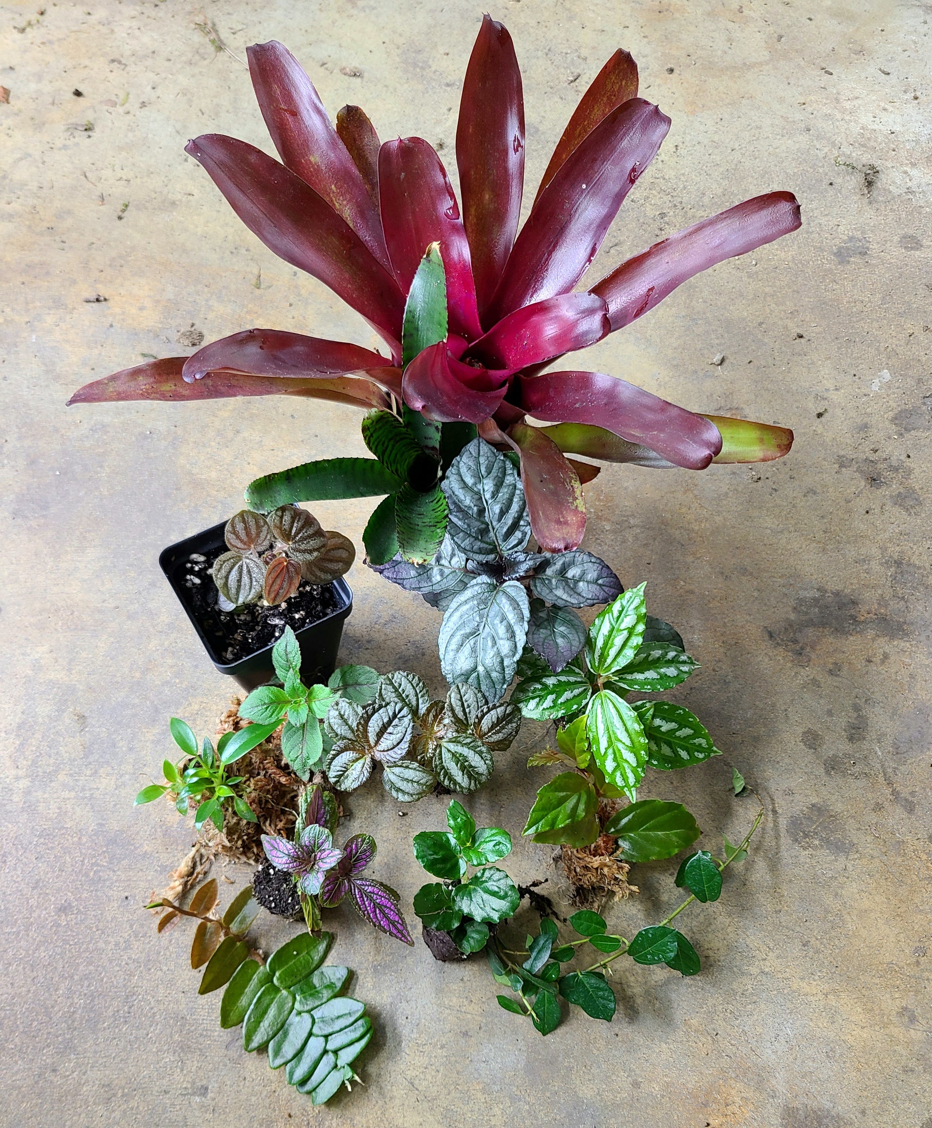 wholesale philodendron plugs Plant Package - 10 Gallon / 12 x 12 x 18 Terrarium Plant