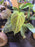 Philodendron verrucosum x melanochrysum 'Splendid'