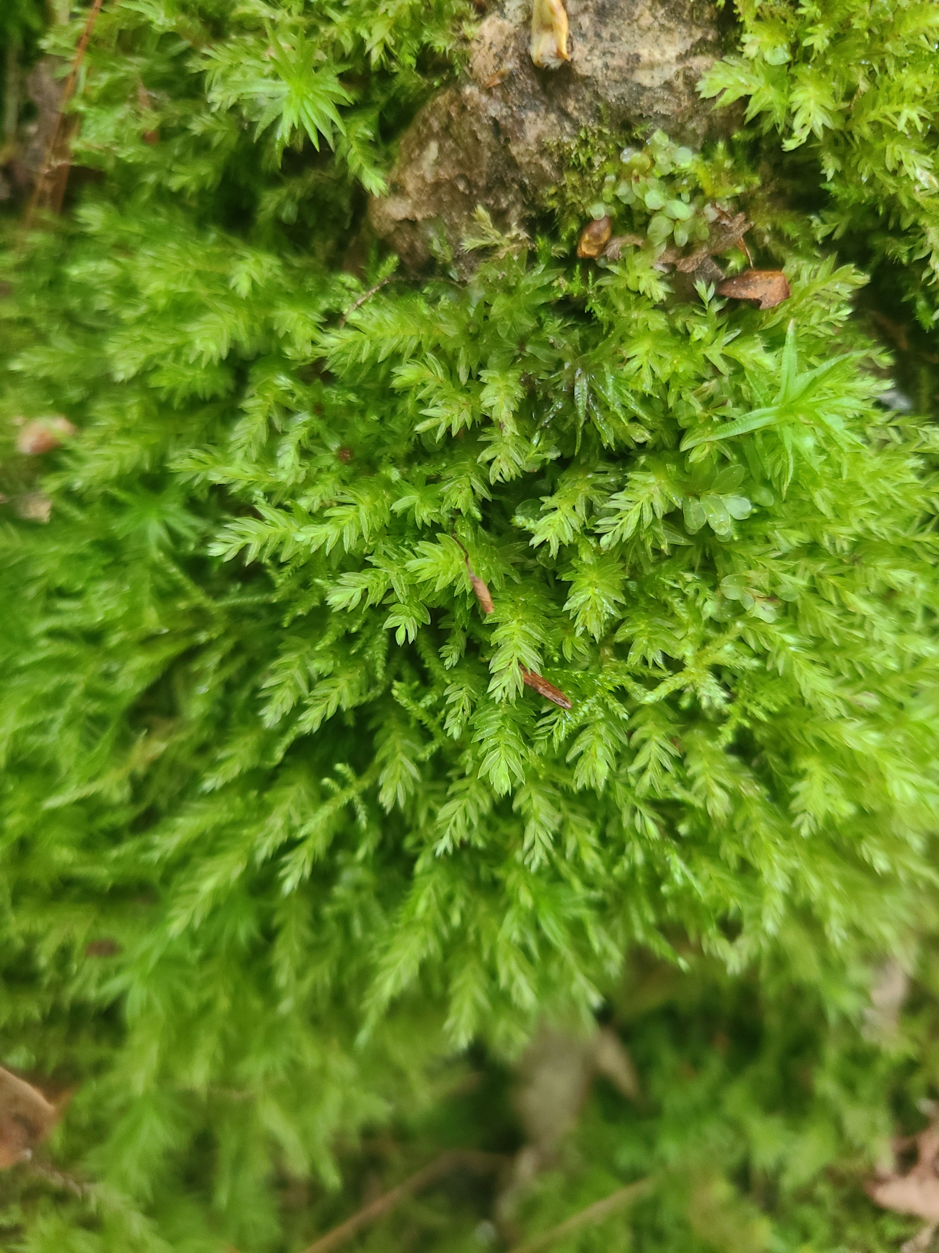 Tooth Moss Live Moss | FrogDaddy