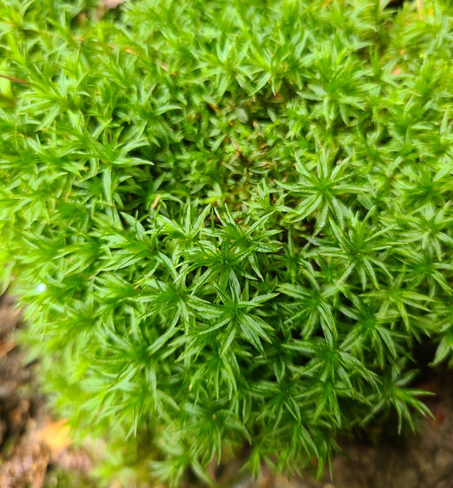 Star Moss (Atrichum spp)