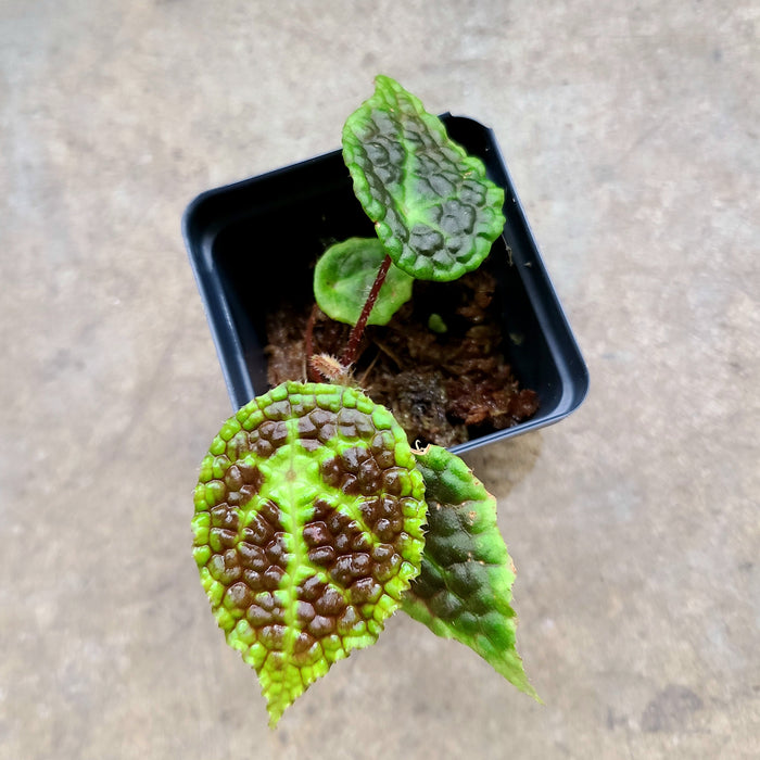 Begonia microsperma x staudtii (U690)