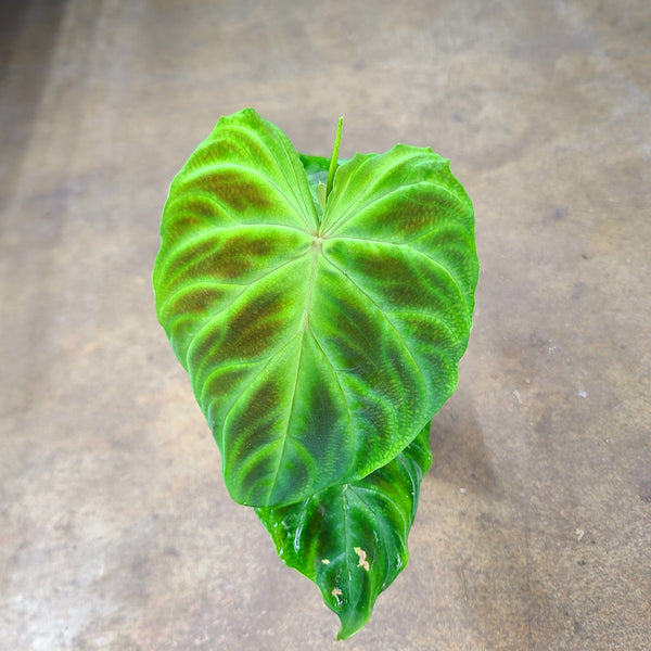philodendron verrucosum ebay Philodendron Verrucosum (1)