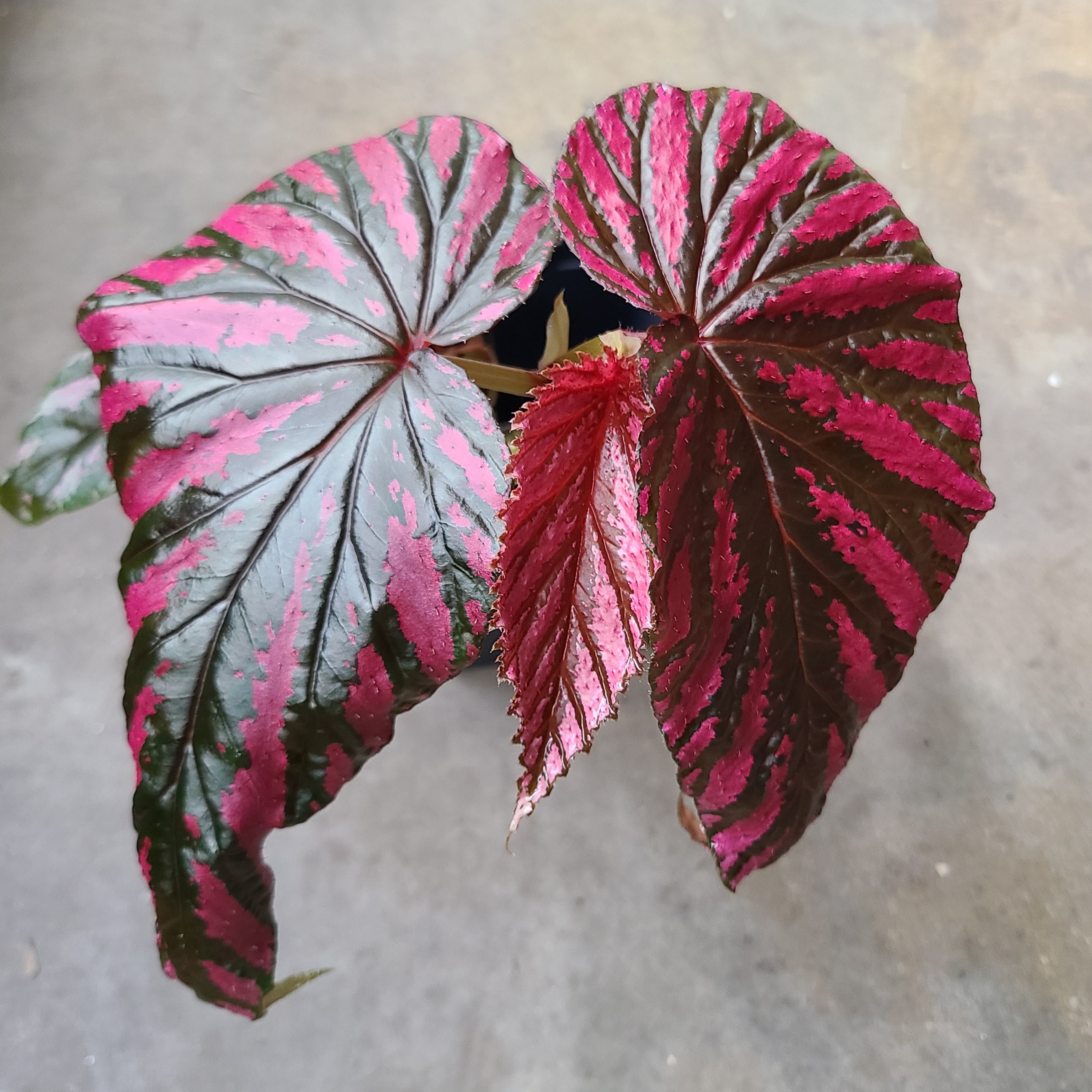 Begonia brevirimosa subsp. Exotica – FrogDaddy Begonia brevirimosa subsp. Exotica – FrogDaddy