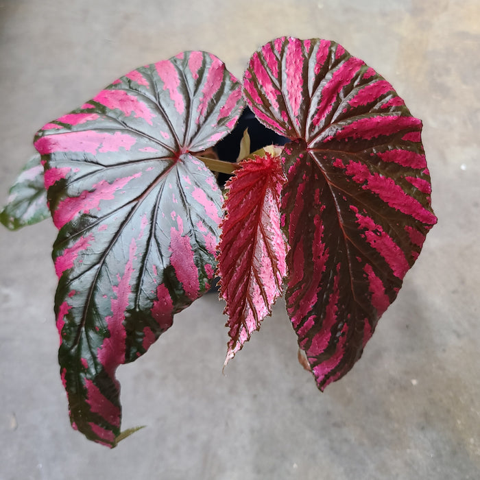 Begonia brevirimosa subsp. Exotica