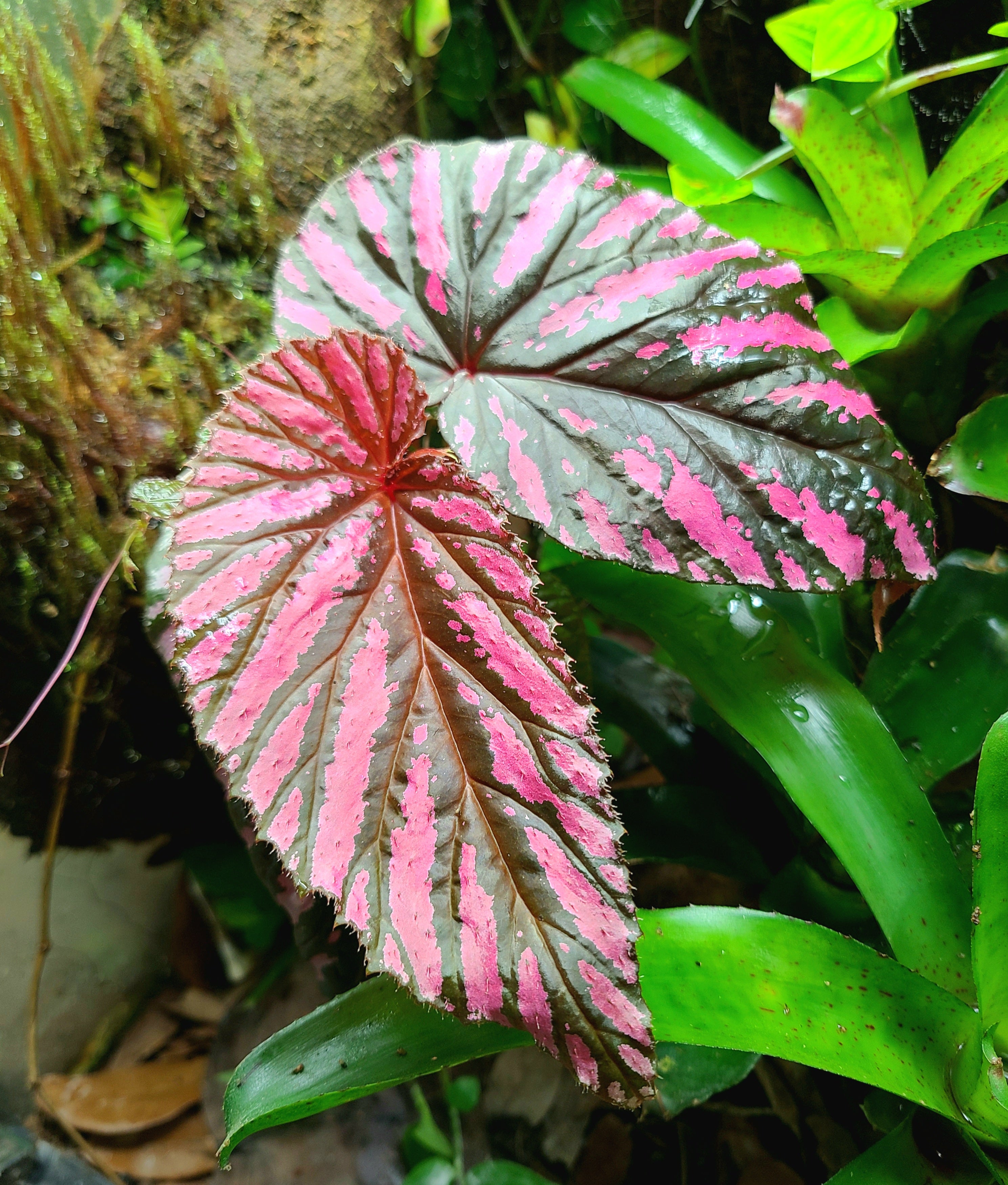 Begonia brevirimosa subsp. Exotica – FrogDaddy Begonia brevirimosa subsp. Exotica – FrogDaddy
