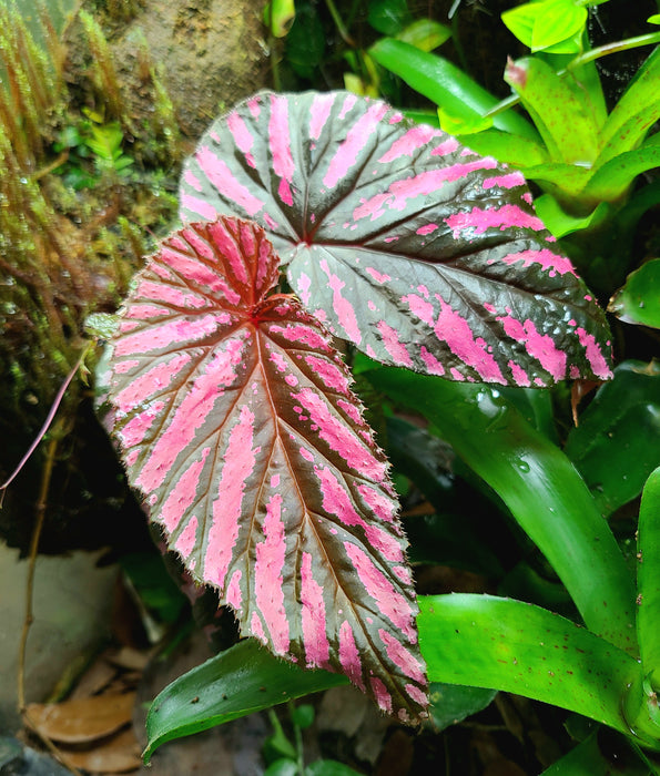 Begonia brevirimosa subsp. Exotica