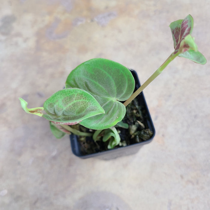 Peperomia cf. crotalophora