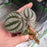 Peperomia turboensis