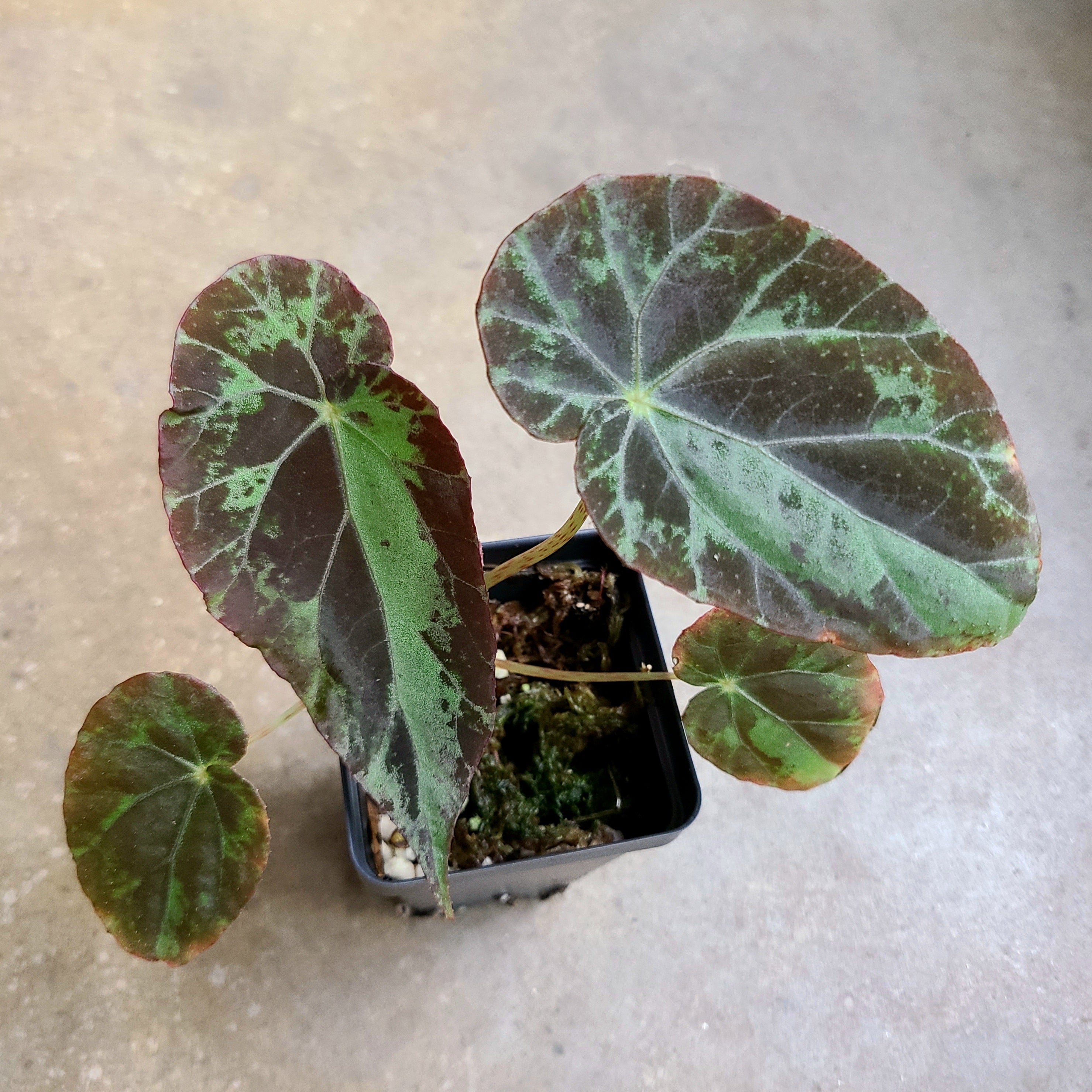 20210717_125103.jpg?v=