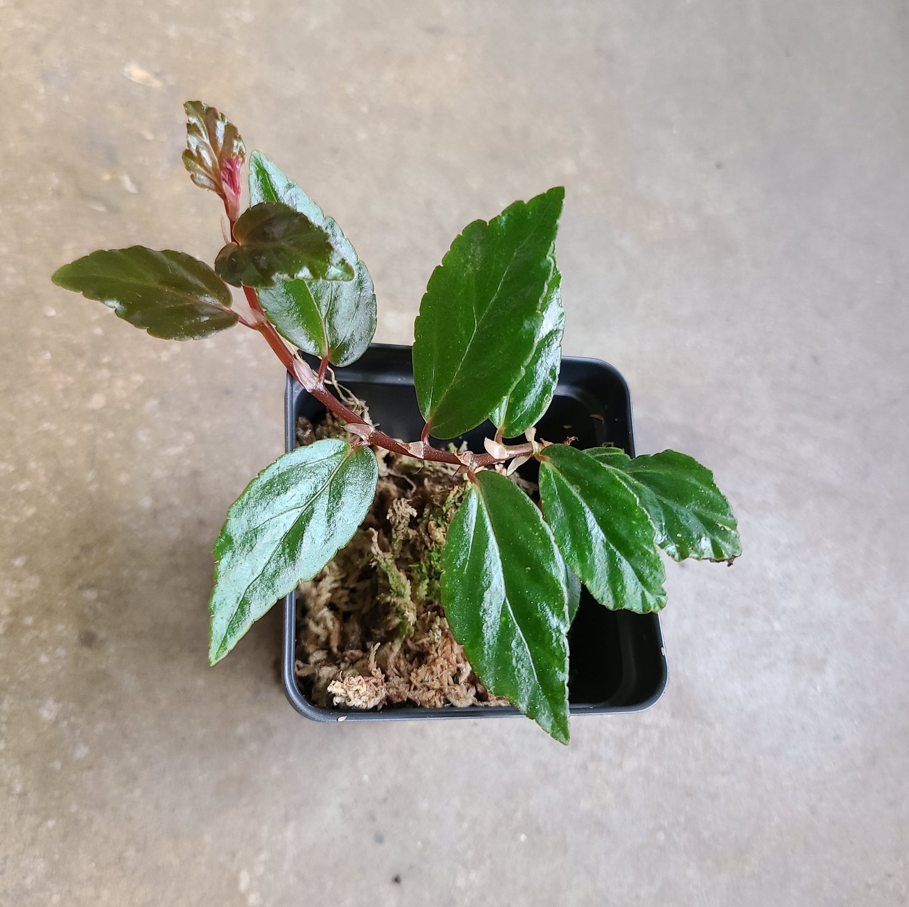 Begonia glabra