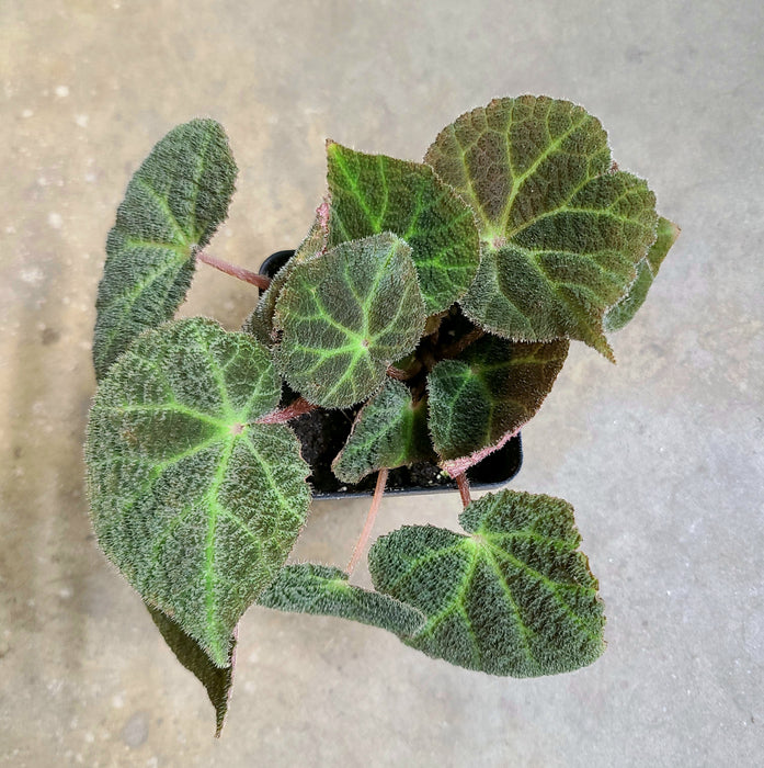 Begonia ningmingensis Dark Form