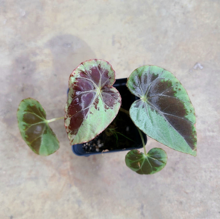 Begonia burkilii "Silver Form"