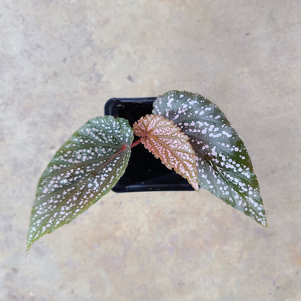 Begonia Benigo Pink