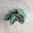 Begonia withlacoochee