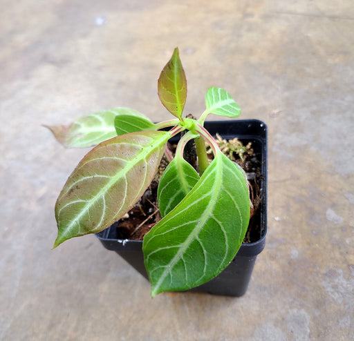 Drymonia chiribogana
