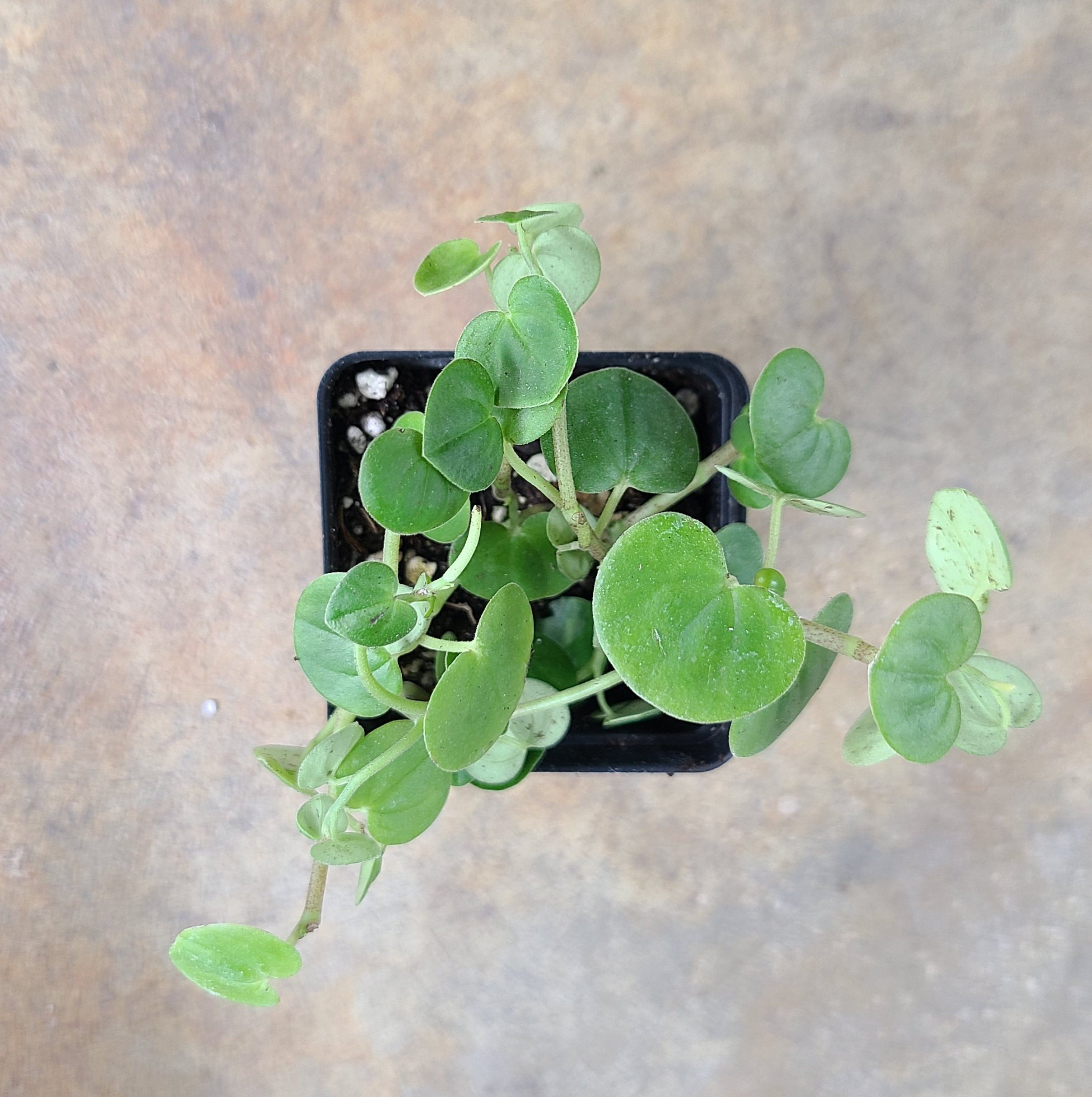 Peperomia serpens — FrogDaddy