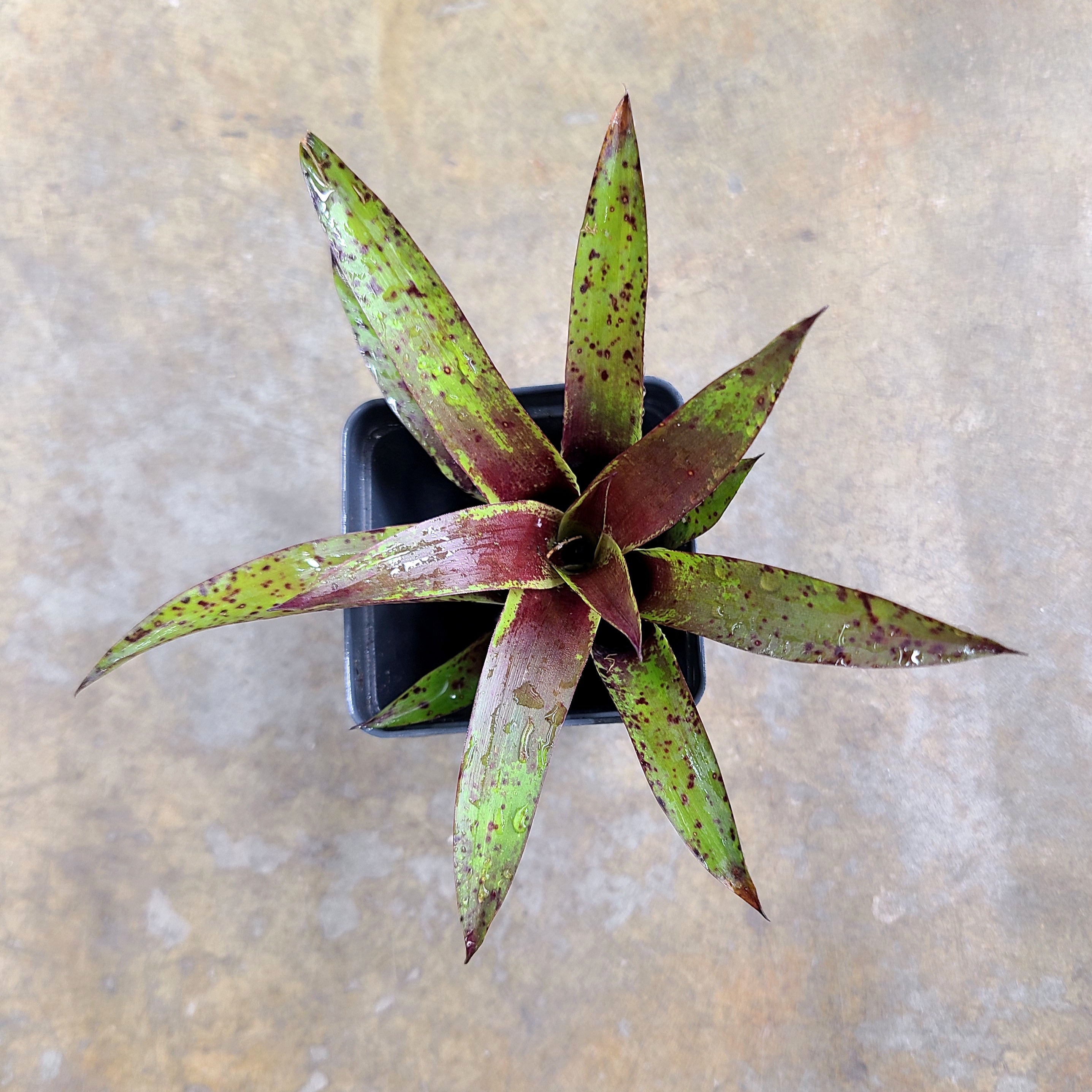 Vrisea lubbersii Terrarium Plant | FrogDaddy