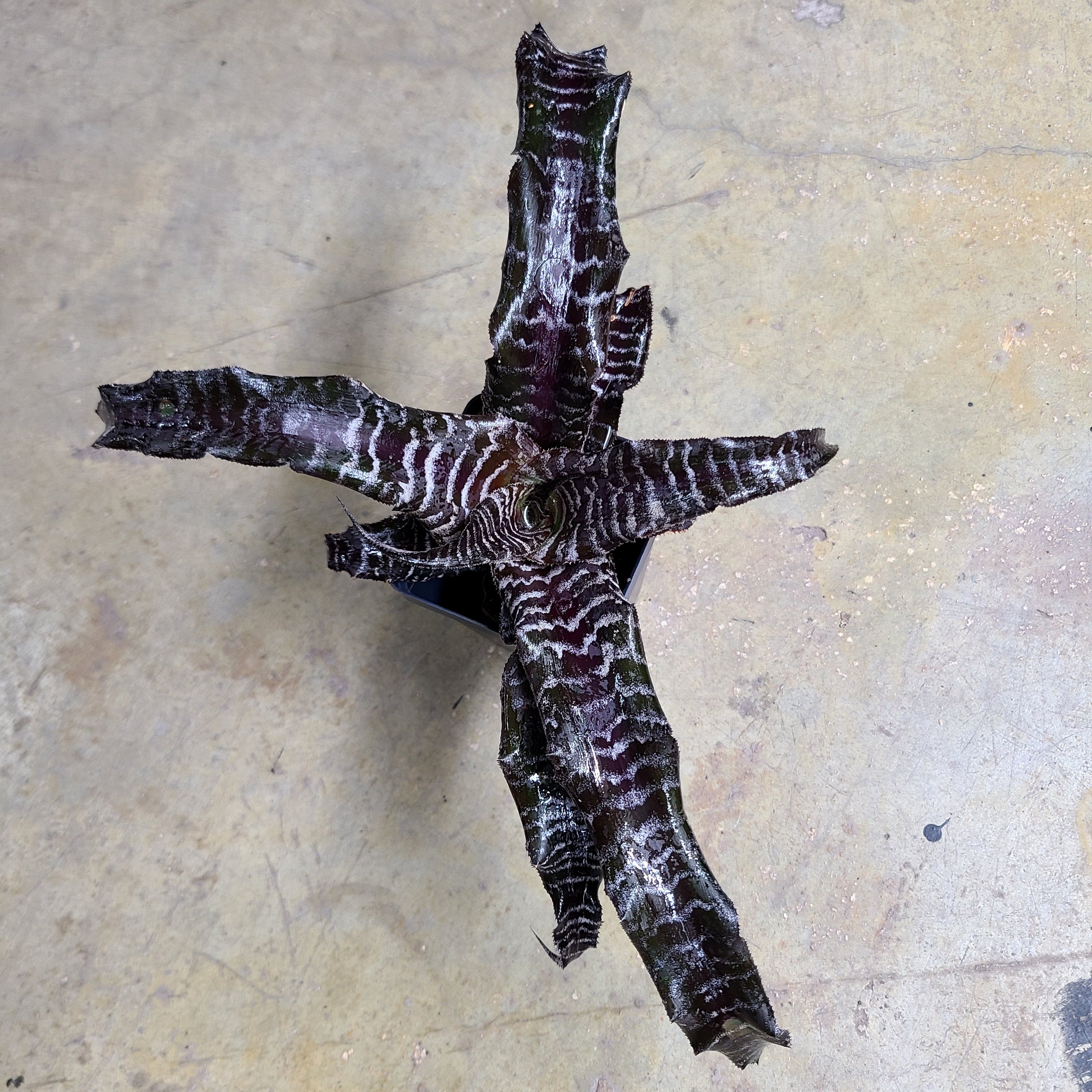 Air Plants (Bromeliads and Tillandsia) – FrogDaddy