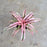 Cryptanthus "Pink Starlight"