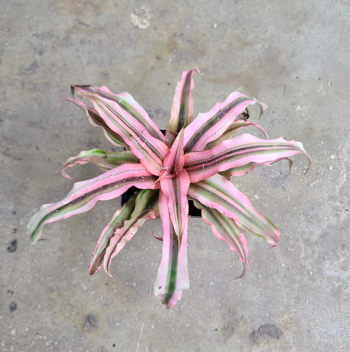 Cryptanthus "Pink Starlight"