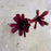 Neoregelia "Super Fireball"