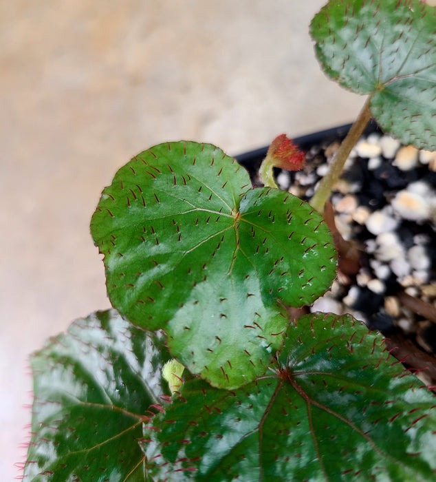 Begonia limprichtii