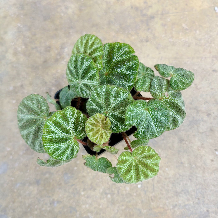 Begonia ningmingensis var. Bella