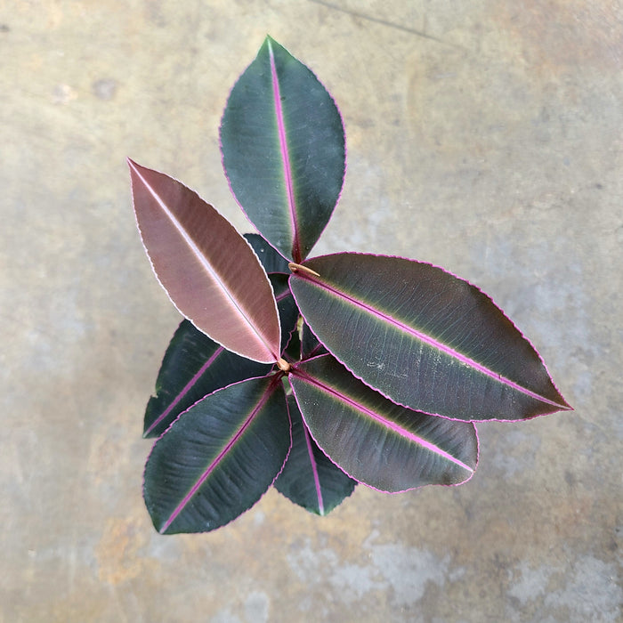 Labisia pumila "Kupias Pink"