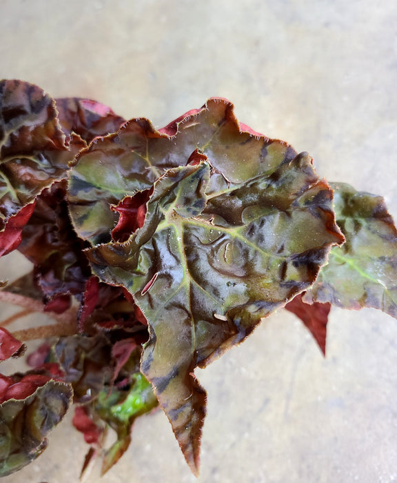 Begonia Autumn Crinkle