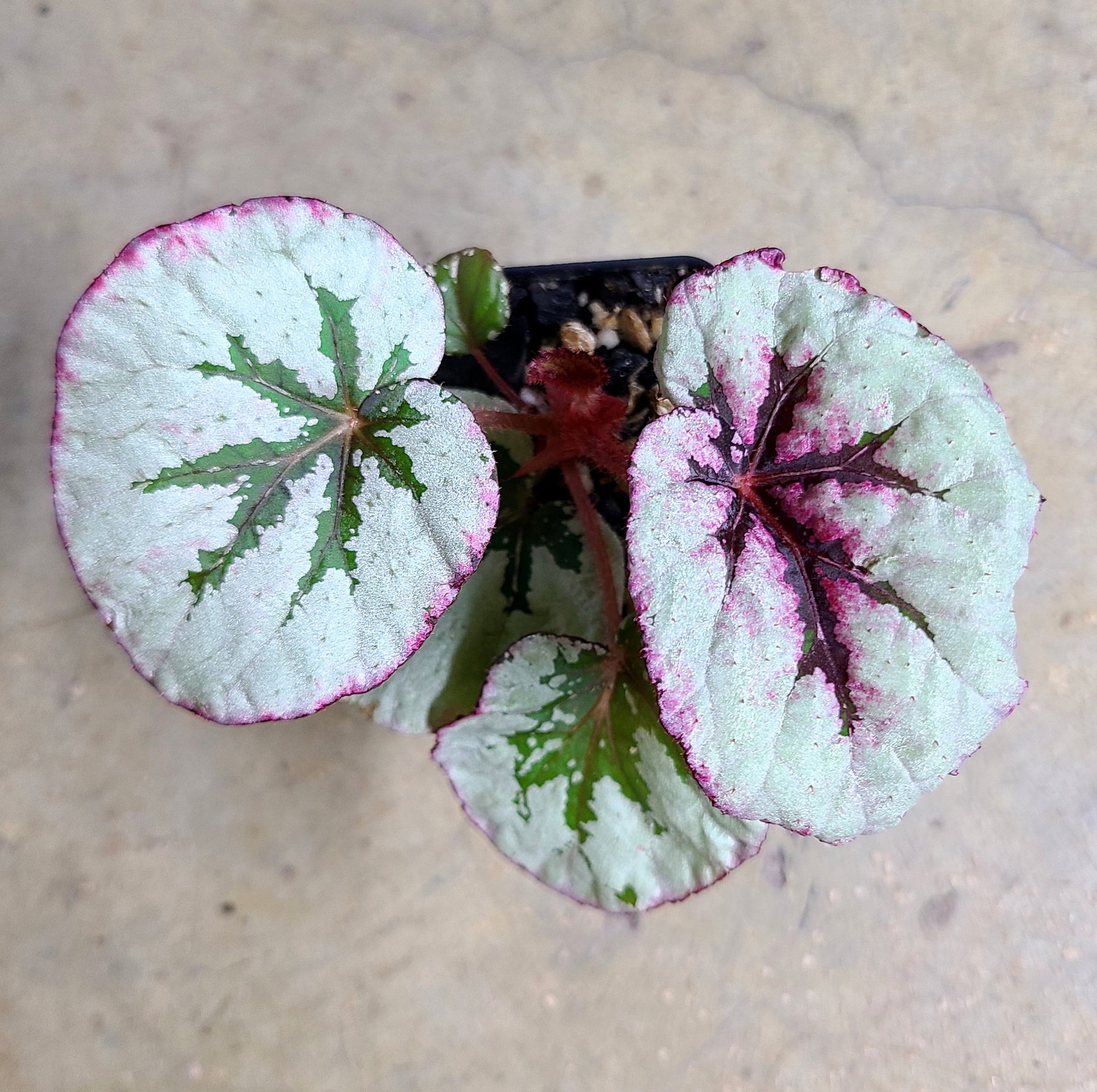 Begonia Steve's Leaves Paradox