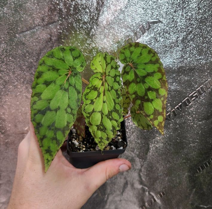 Begonia U038 (formerly chlorosticta "Green Form")