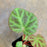 Begonia aff. nurii