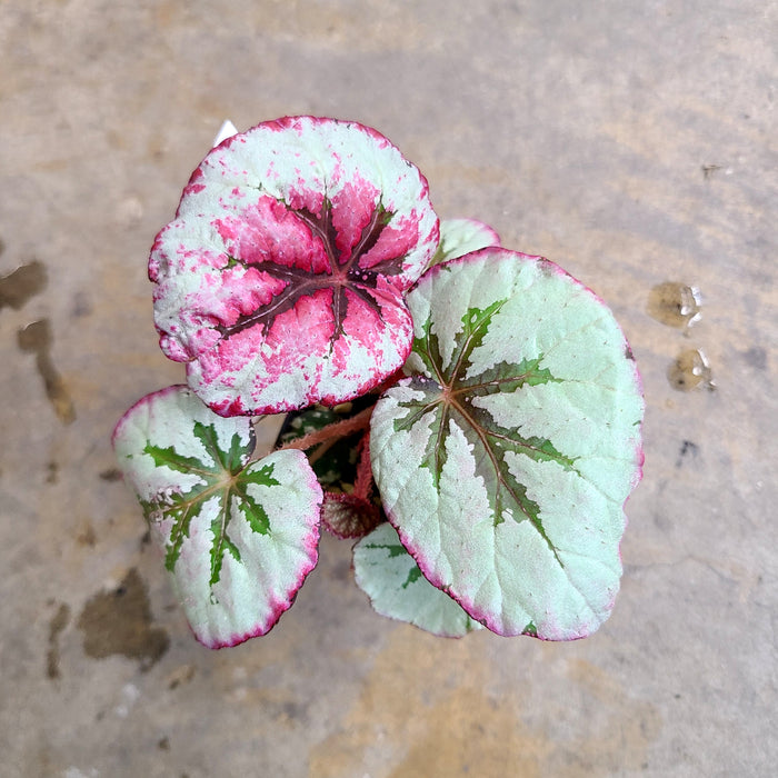 Begonia Steve's Leaves Paradox