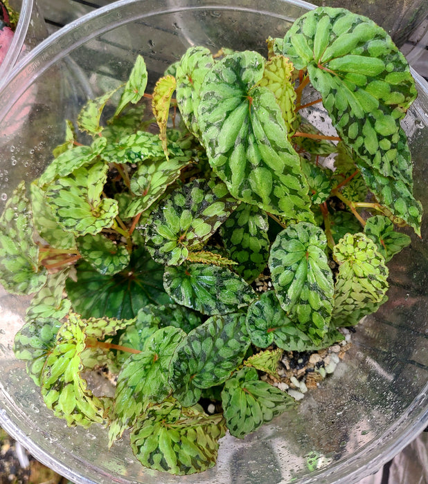 Begonia U038 (formerly chlorosticta "Green Form")